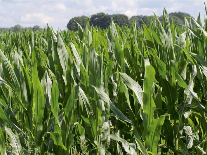 Nanotehnoloģija ir tikai vēl viens rīks lauksaimniecībā – tāpat kā precīzā sējmašīna vai drons. Atšķirība ir tā, ka darbs notiek molekulu līmenī, bet ieguvums ir ļoti praktisks. 