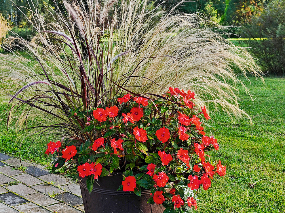 Stepjulīga labi izskatās puķupodu kompozīcijās.