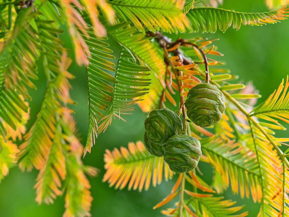 Metasekvoja neprasa nekādu īpašu kopšanu, izņemot vēja aizsardzību ziemas mēnešos.