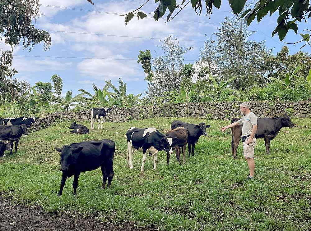 Jānis iepazīst Ruandas piena devējas. Zāle te ir zaļa visu gadu, un siena talkas nepazīst.