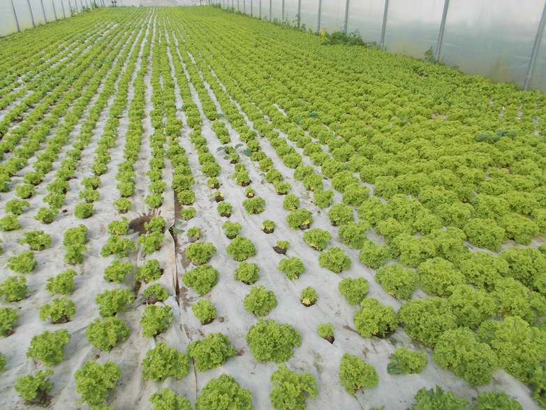 Salāti siltumnīcā. Ilustratīvs attēls.