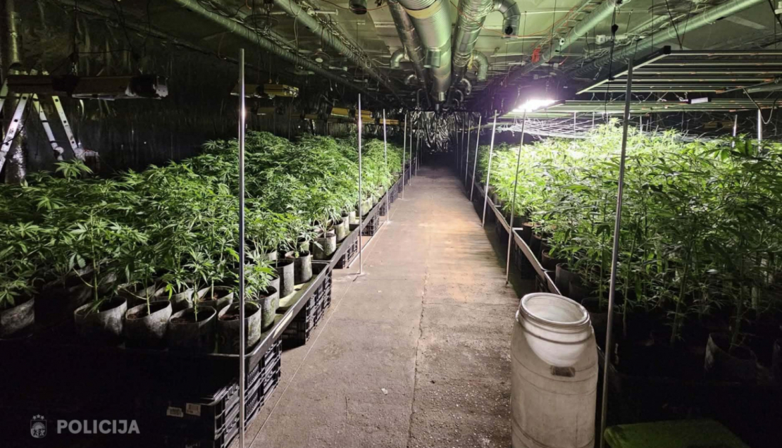 Talsu novadā likvidēta liela apjoma marihuānas audzētava.