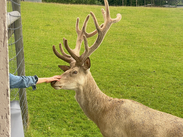 Brieži mūsdienās ir ne tikai peļņas objekts – tie ir skaisti un sniedz mums nepastarpinātu saikni ar dabu.