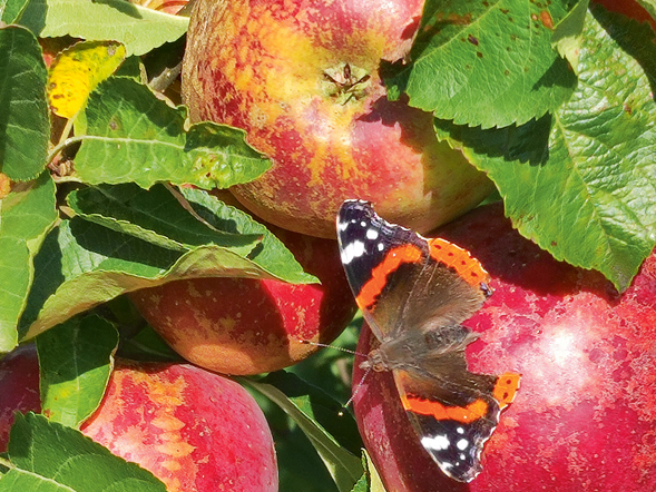 Pavasara aukstuma radīts rūsinājums šķirnei 'Dace'.