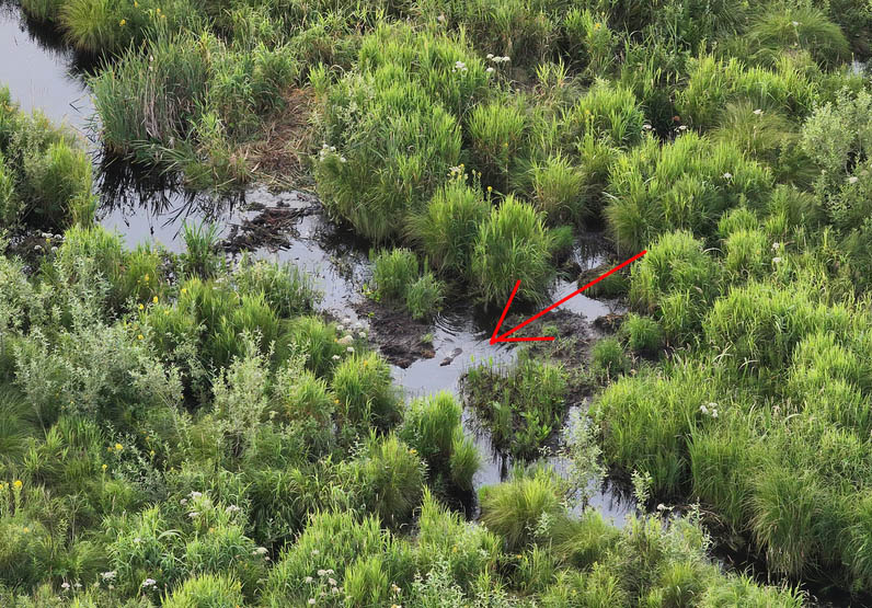 Bebru apmetnes no drona skata.