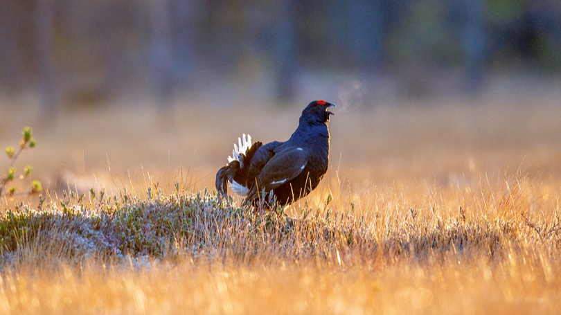 Rubenis (Tetrao tetrix).
