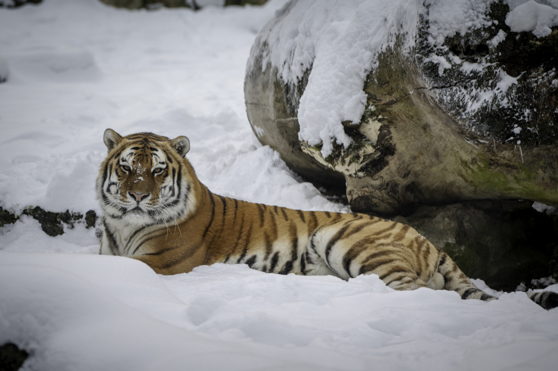 Tīģeris Rīgas Zooloģiskajā dārzā.