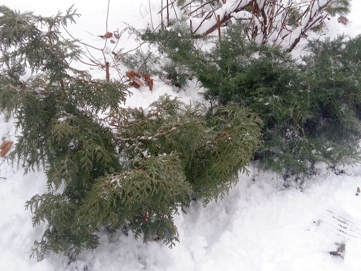 Apsniguši skujeņi.