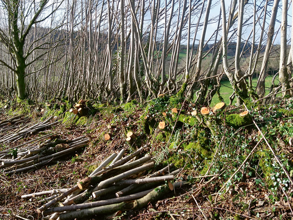 Kurināmajai koksnei apsaimniekots robeždzīvžogs.