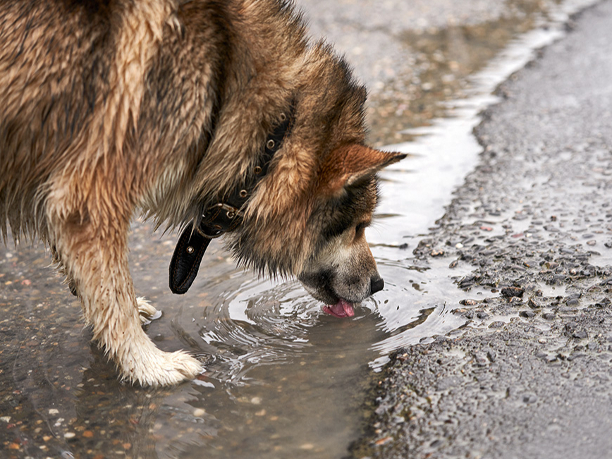 Dzīvnieki var inficēties ar leptospirām, dzerot ūdeni no peļķēm, grāvjiem vai citām stāvošām ūdenstilpēm.
