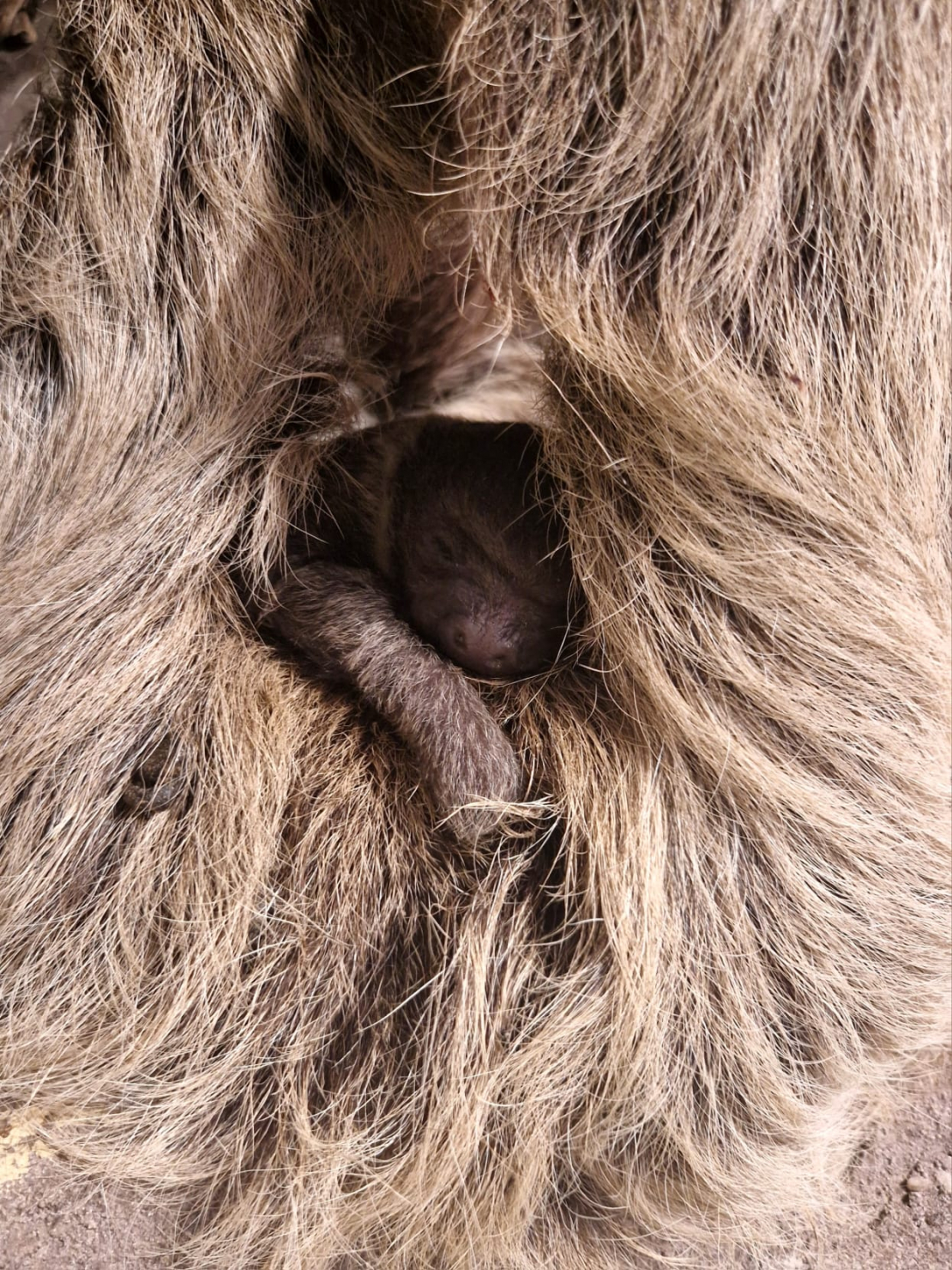 12. decembrī piedzimušais sliņķu mazulis.