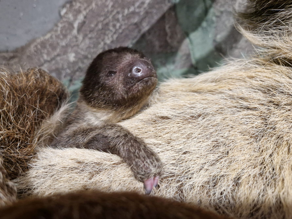 12. decembrī piedzimušais sliņķu mazulis.