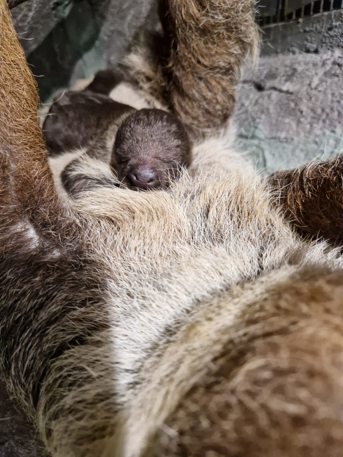 12. decembrī piedzimušais sliņķu mazulis.