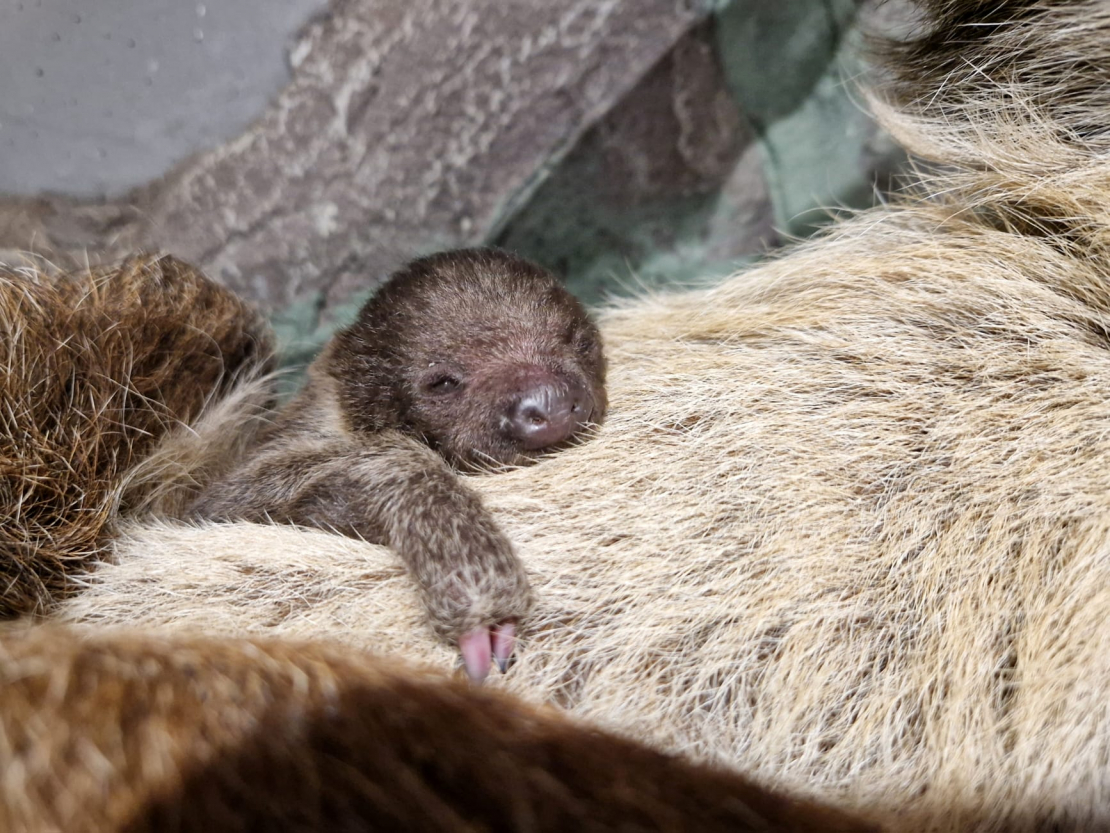 12. decembrī piedzimušais sliņķu mazulis.