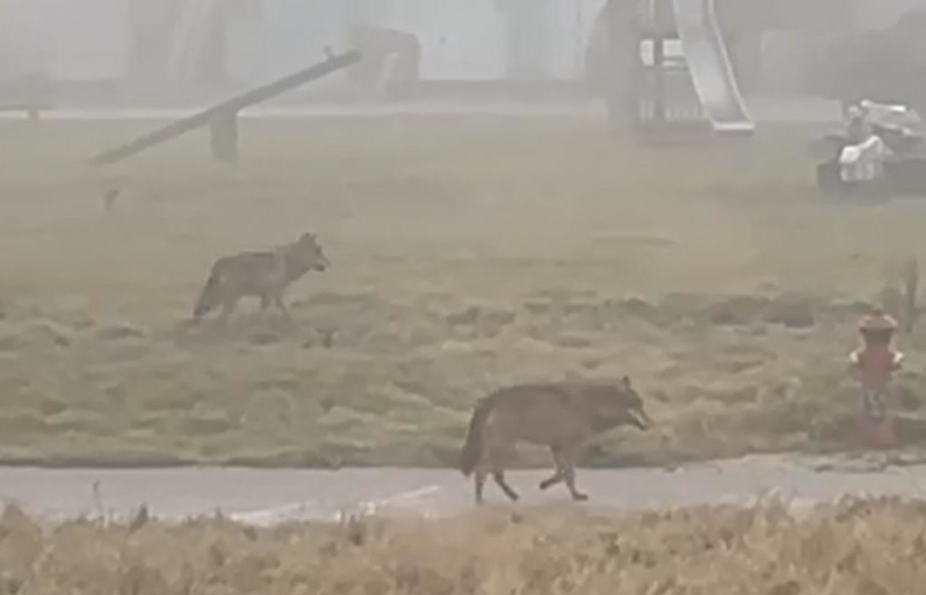 Vilki bērnu rotaļlaukumā.