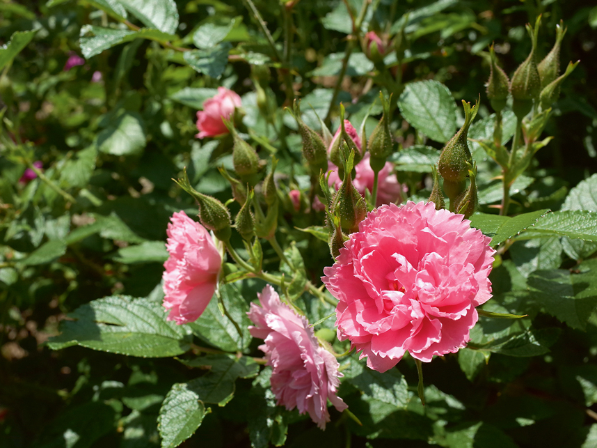 'Pink Grootendorst'