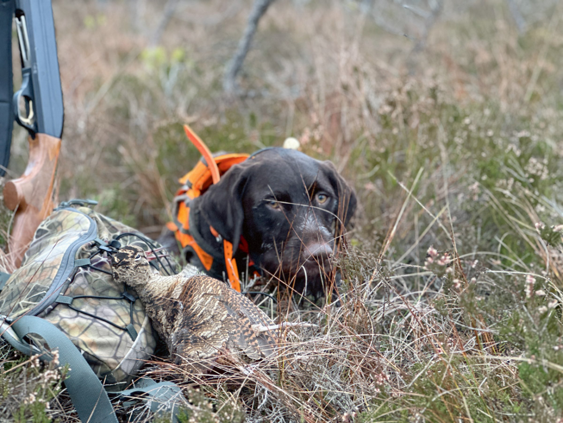 Kad medības izdevušās, pozēšana ar medījumu ir grūta – jāiet meklēt nākamo putnu.