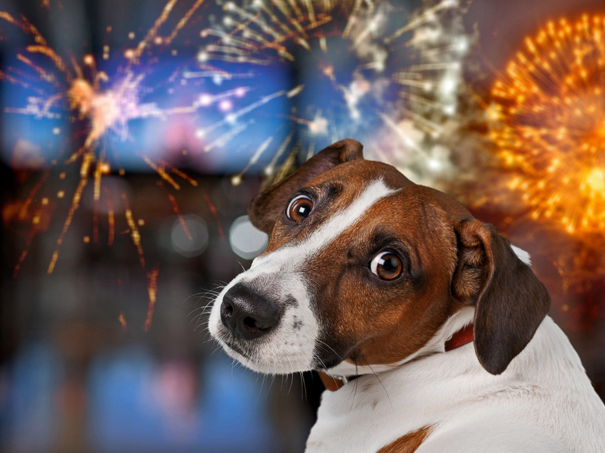 Ne visi dzīvnieki baidās no uguņošanas, viss atkarīgs, cik sunim jutīga nervu sistēma.