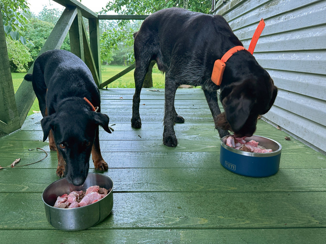 Režīms un ēdienreizes suņiem ir ļoti svarīgi.