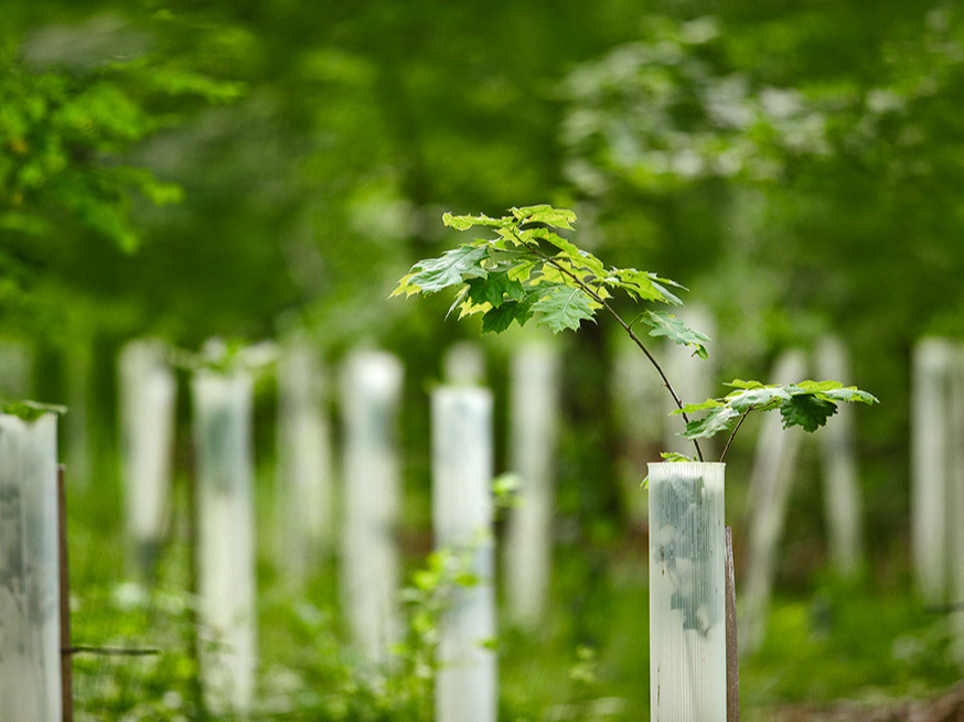 Viens no jauno stādu aizsardzības veidiem ir plastmasas cilindru izmantošana.