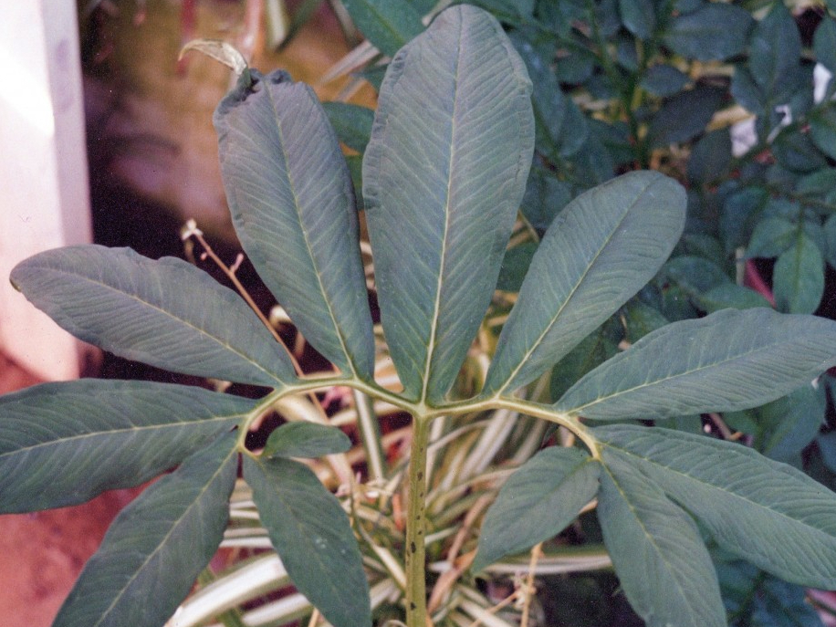 Ķirzakaste jeb pilienu sauromāts.