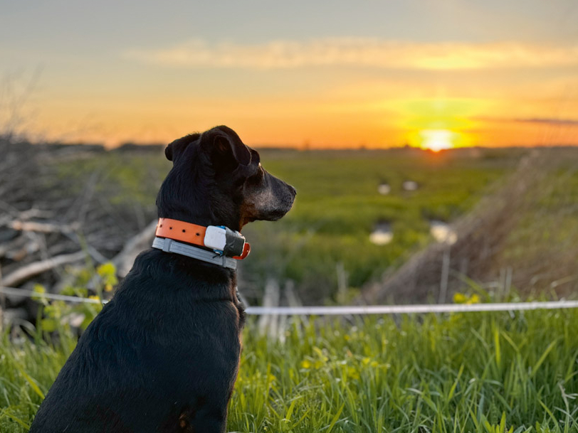 Vecais suns varbūt vairs nevar iet medībās, bet tas par tām domā visu laiku.