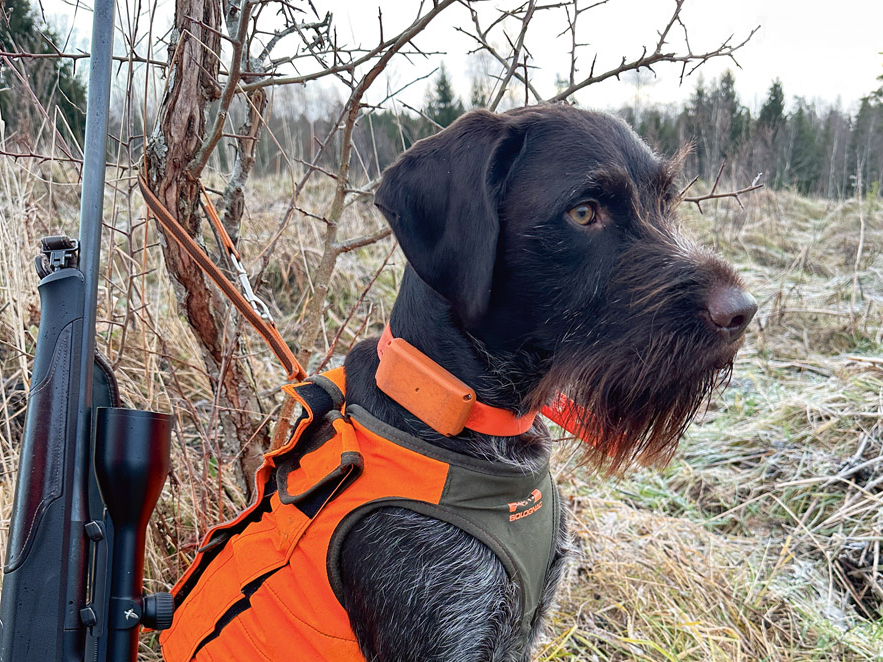 Suns dzinējmedību laikā sēž blakus mastā, vēro notiekošo, un "Huntloc" vienmēr ir svarīgs šādās situācijās.