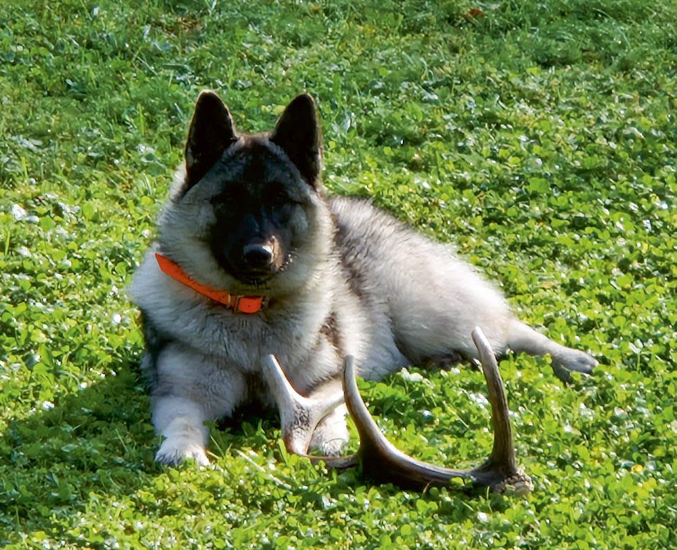 Norvēģu aļņusuns.