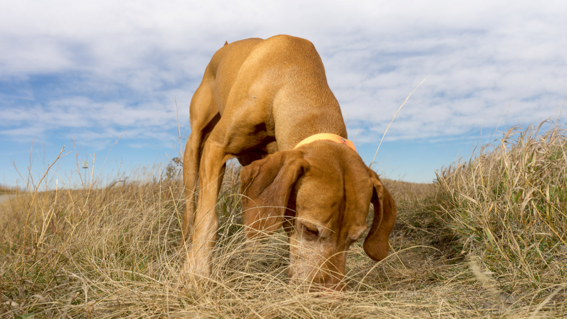 Asinspēdu meklēšana.