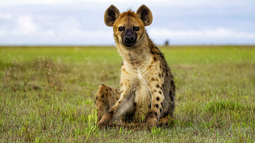 Plankumainā hiēna.