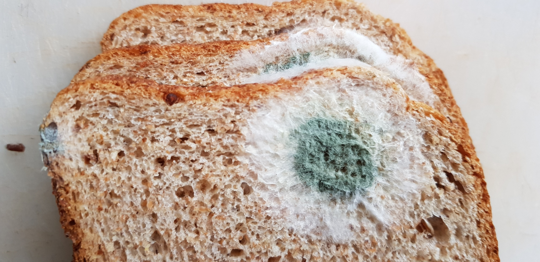 Iepelējusi maize, pelējumsn.