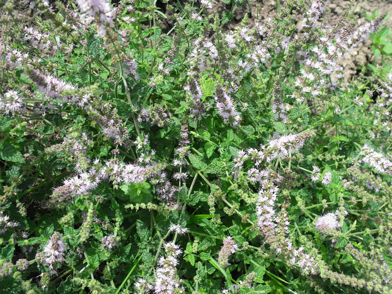 Zemeņu mētra sasniedz 30 cm augstumu. Veido ļoti kuplu krūmiņu ar smalkām, grubuļainām lapiņām un garām smalku, gaiši violetu ziedu vālītēm. Labi sader kopā ar kaltētām ogām, lieliski papildina dažādus deserta ēdienus. Tēja iegūst zemeņu ogu aromātu.