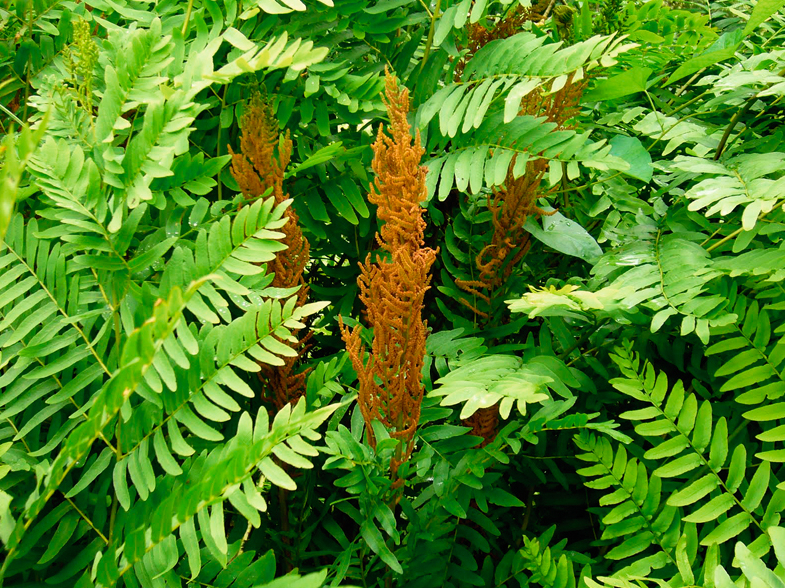 Paparde 'Osmunda Regalis'.