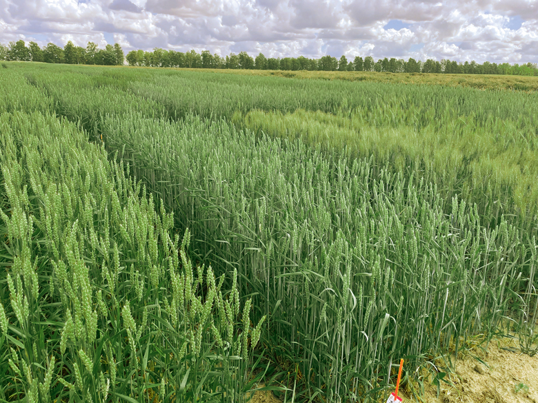 Vasaras kviešu lauks.