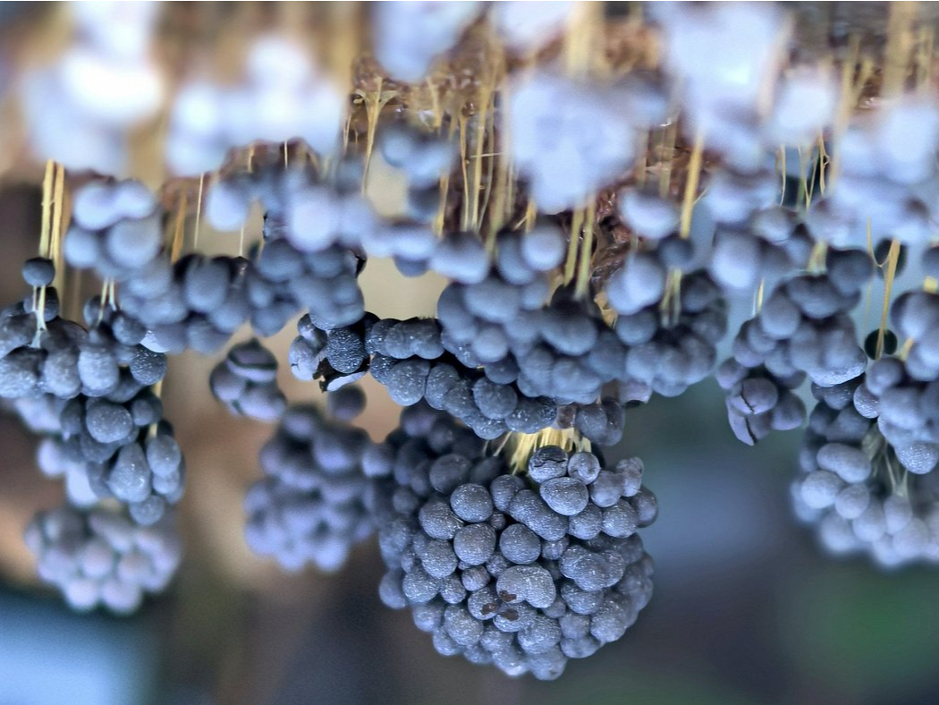  Vīnogķekaru dzelksnīte.