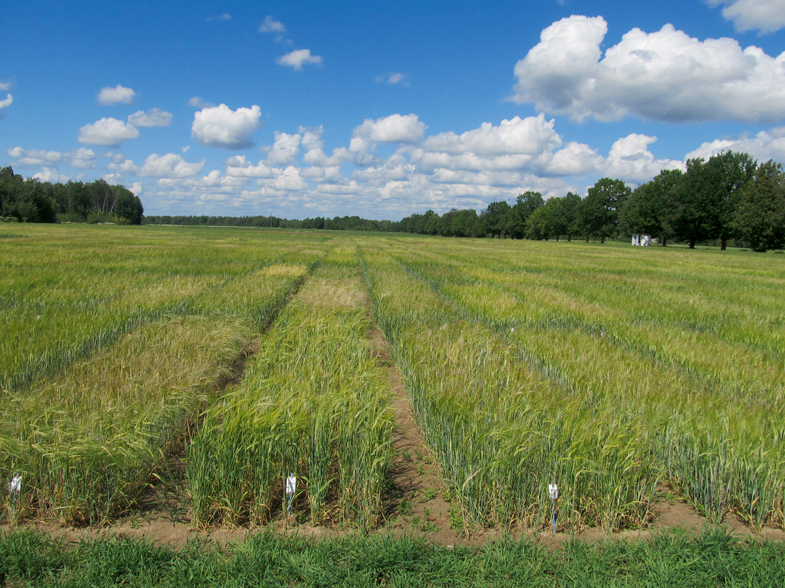 Vasaras miežu lauks.