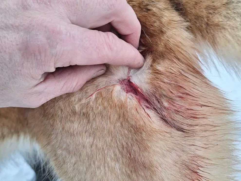 Vēl vienu Rietumsibīrijas laiku plēsēji sakoda, taču suns izdzīvoja. 