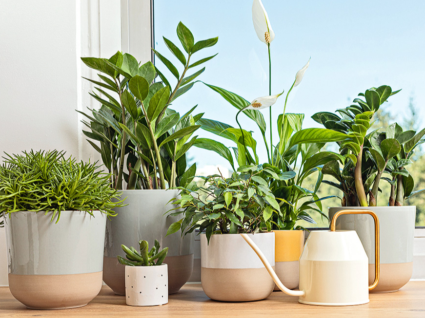 Telpaugi piešķir mājīgumu, taču to labsajūtai nepieciešama pareiza kopšana.