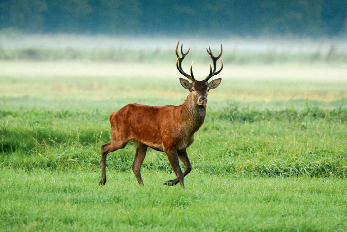 Šobrīd akcents tiek likts uz briežiem, jo cūkas ir izkāvis Āfrikas cūku mēris, un briedi vēlas pasludināt par Latvijas ekonomikas grāvēju un postītāju. 