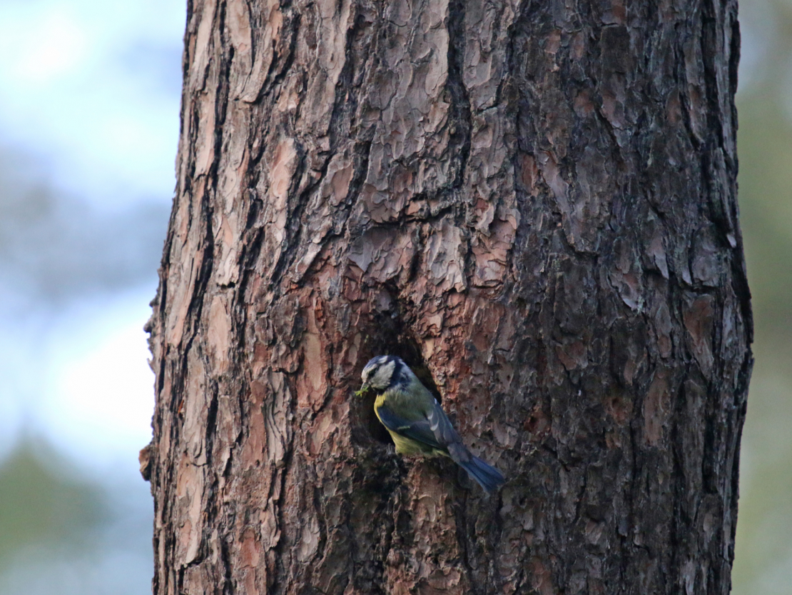 Gada dzīvotne 2026 – koka dobums.