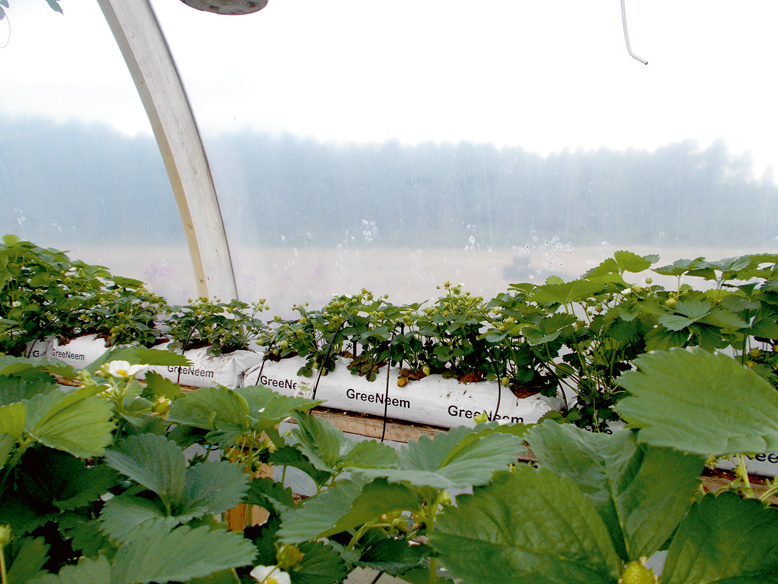 Ja lapu dzeltēšana vai mozaīkas raksta veidošanās notiek lokāli, nav jāsteidzas mainīt barības šķīduma recepti – tas var būt mitruma trūkums vai pārmērīgs daudzums laistīšanas sistēmas bojājuma dēļ.