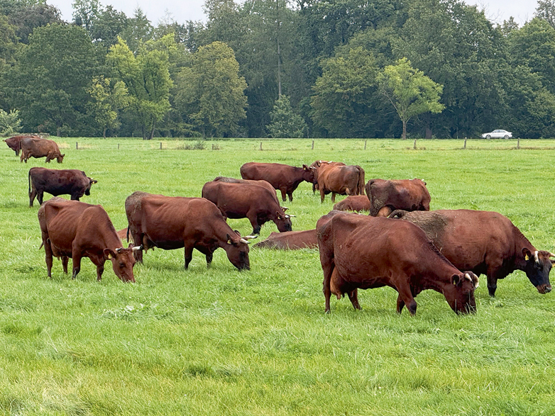 Embriju transferences metode izmantota arī, lai saglabātu unikālās Latvijas Brūnās un Latvijas Zilās govs šķirnes, kādu citur pasaulē nav.