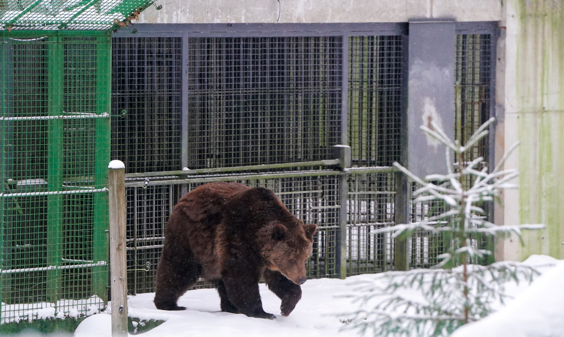 Lācenes Ilzītes 25 gadu jubilejas svinību pasākums Līgatnes dabas takās.