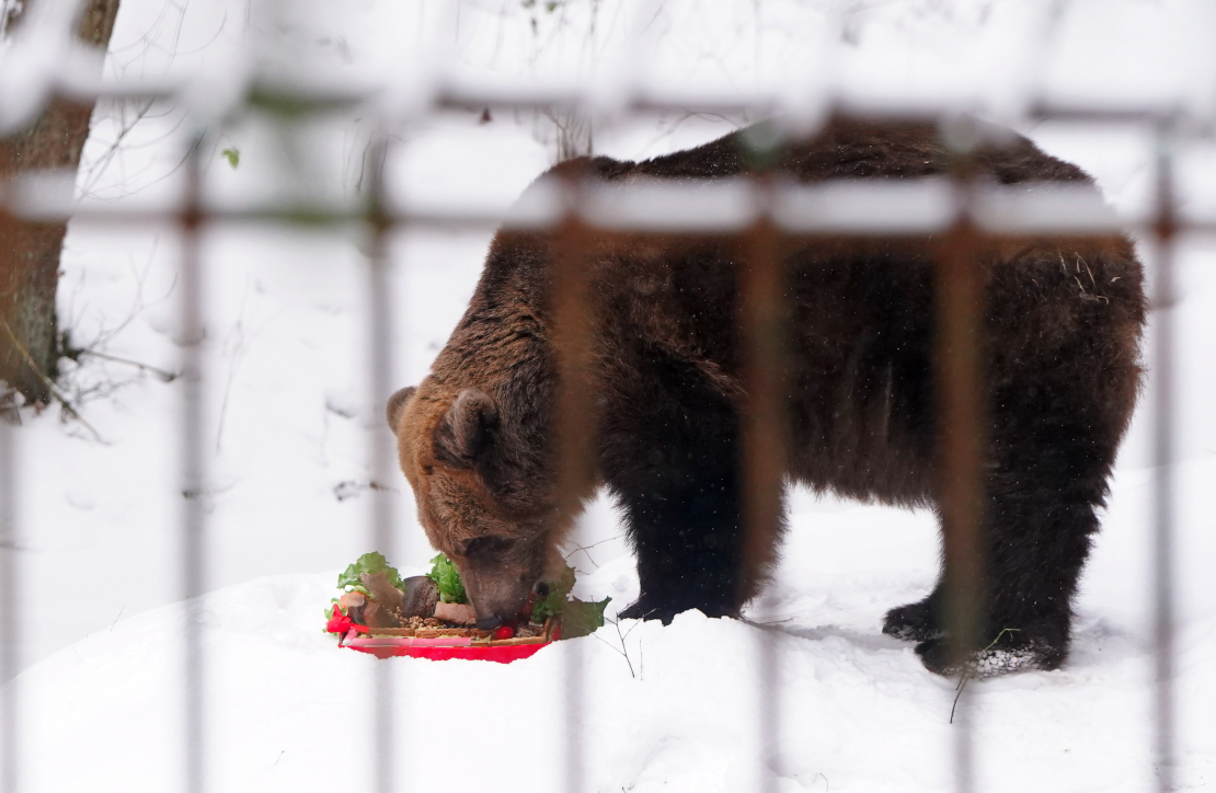 Lācene Ilzīte savā 25 gadu jubilejas svinību pasākumā Līgatnes dabas takās.