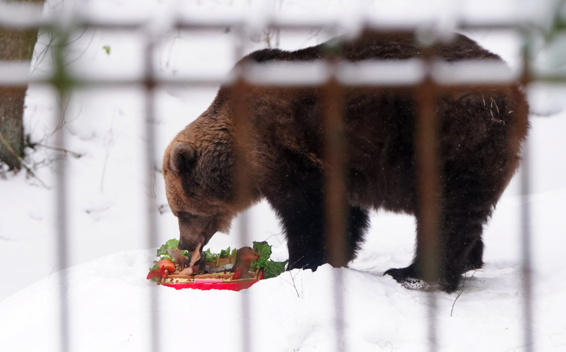 Lācene Ilzīte savā 25 gadu jubilejas svinību pasākumā Līgatnes dabas takās.
