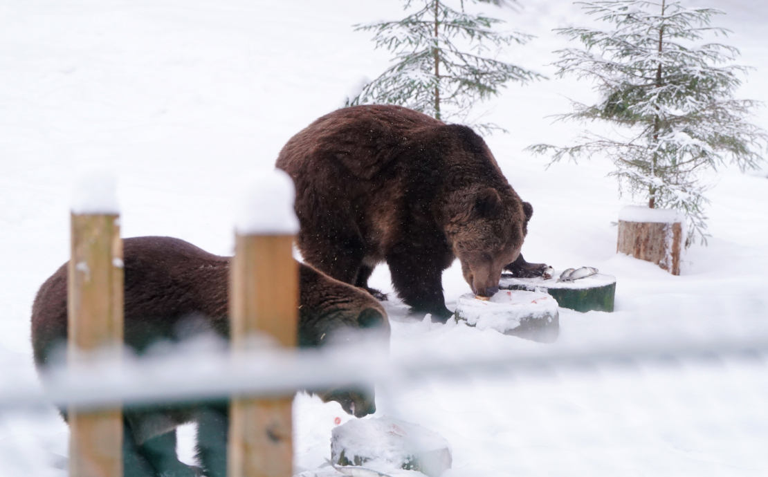 Lācenes Ilzītes 25 gadu jubilejas svinību pasākums Līgatnes dabas takās.