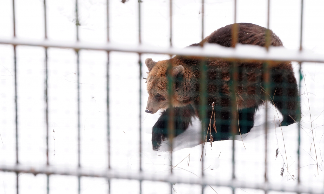 Lācene Ilzīte savā 25 gadu jubilejas svinību pasākumā Līgatnes dabas takās.