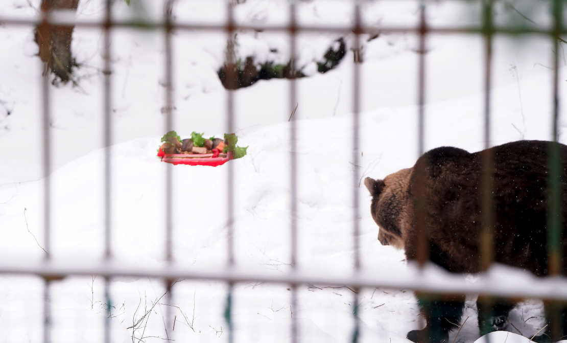 Lācene Ilzīte savā 25 gadu jubilejas svinību pasākumā Līgatnes dabas takās.
