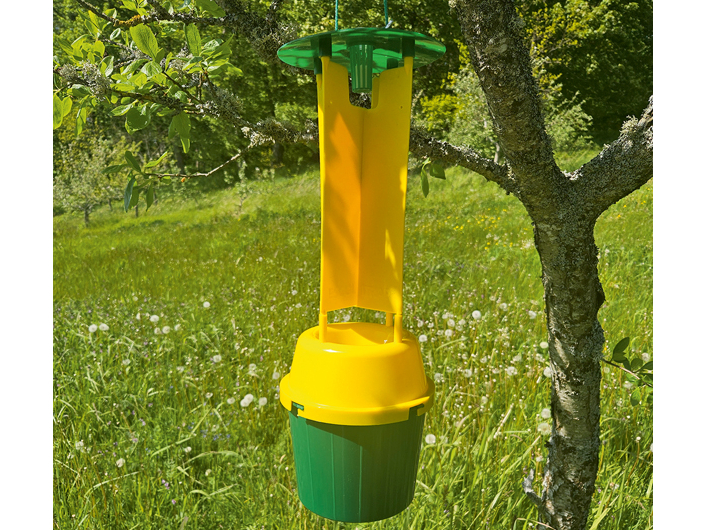 Japānas vaboles (Popillia japonica) konteinertipa slazds.