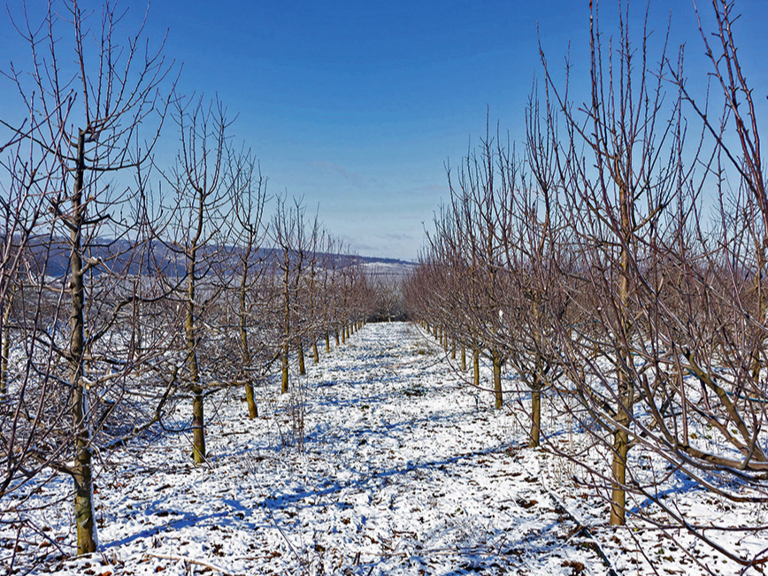 Potzarus griež augļukoku miera periodā ziemā.